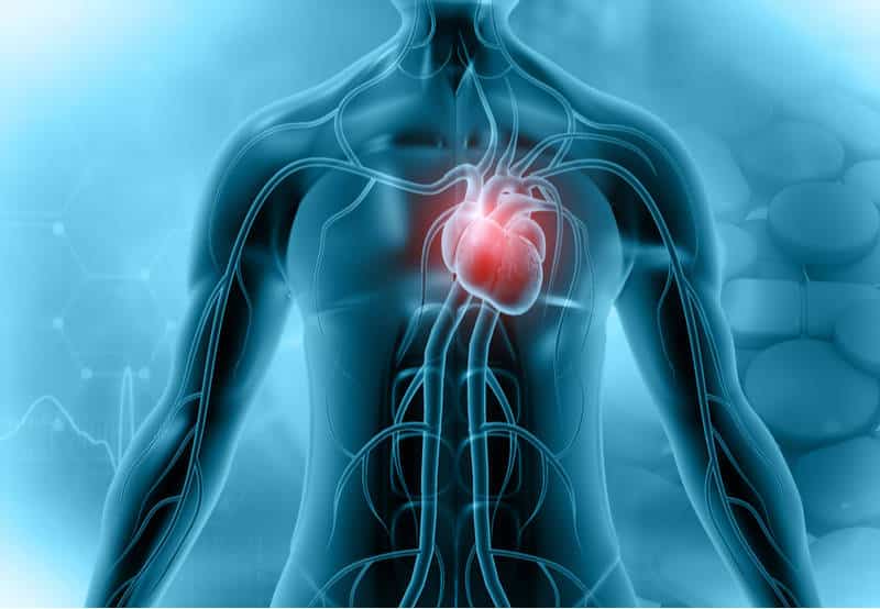 cardiovascular heart cell therapy