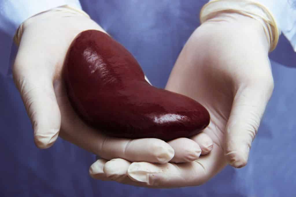 Shutterstock Kidney transplant