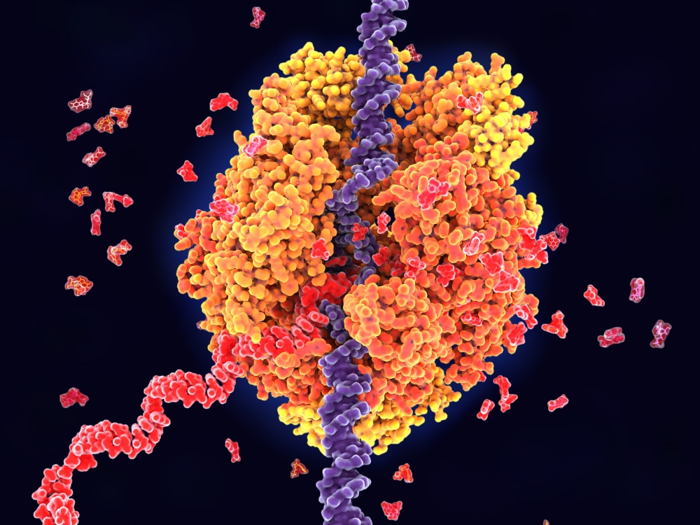 RNA polymerase