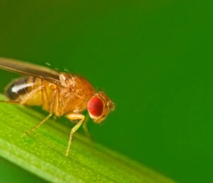 Drosophila fruit fly