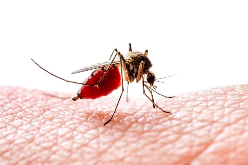 dengue zika yellow fever viruses